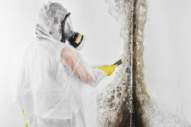 Mold Removal and Inspection in Hartford, WI