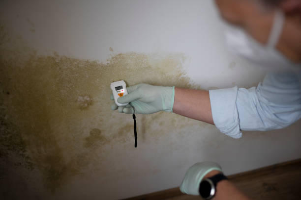 Best Certified Mold Removal  in Hartford, WI