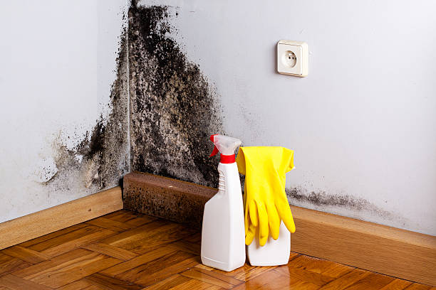 Best Professional Mold Removal  in Hartford, WI