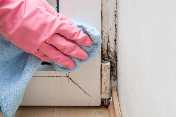 Best Black Mold Removal  in Hartford, WI